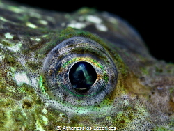 Eye of Agonus cataphractus Canon G16 & +15 diopter by Athanassios Lazarides 